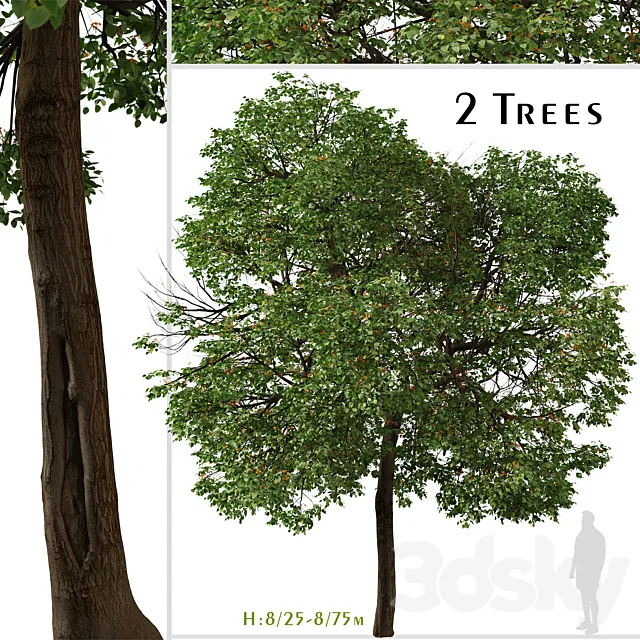 Set of Cordia sebestena Tree ( Geiger tree ) (2 Trees) 3D Model