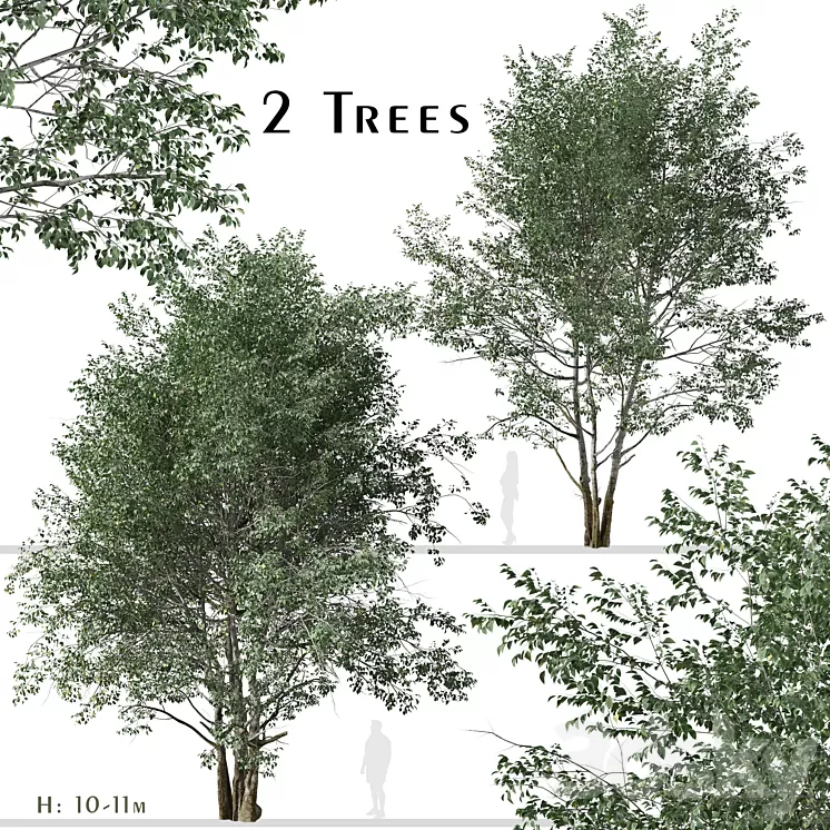 Set of Downy Birch Trees (Betula pubescens) (2 Trees) 3D Model