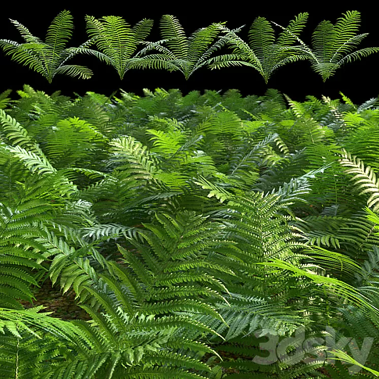 Set of ferns 3D Model Set of ferns 3D Model