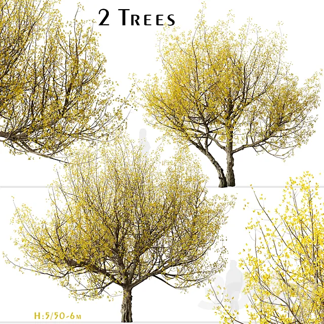 Set of Flowering Cornus mas Trees (Cornelian cherry) (2 Trees) 3D Model