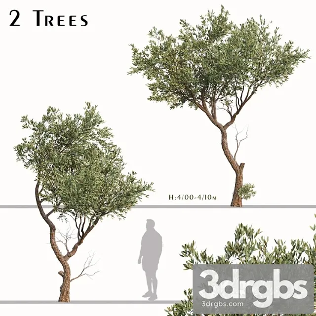 Set Of Fruitless Olive Trees Olea Europaea 2 Trees 3D Model Download