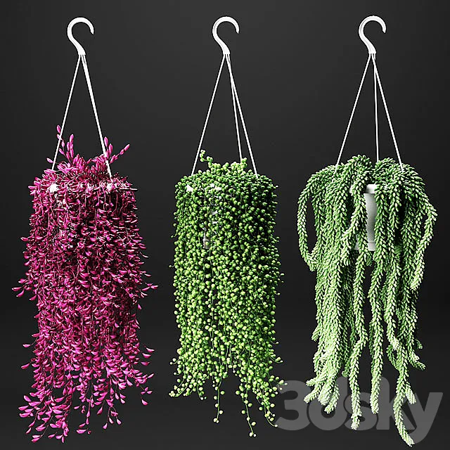 Set of hanging plants in hanging flower pots 3DModel