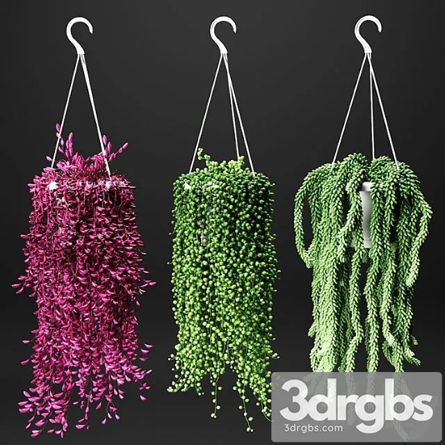 Set of hanging plants in hanging flower pots Set of hanging plants in hanging flower pots