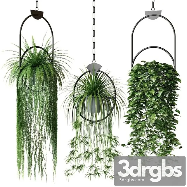 Set of hanging plants in hanging planters 2 Set of hanging plants in hanging planters 2