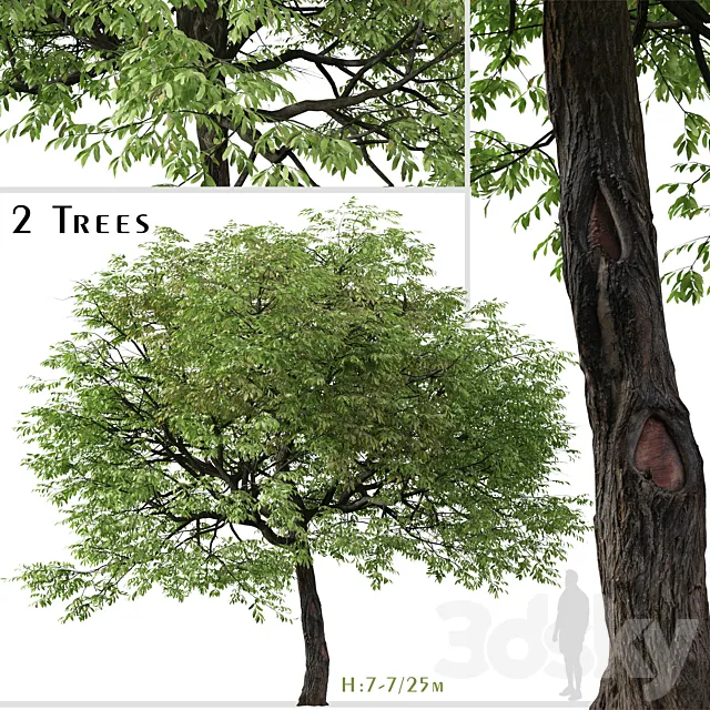 Set of Juglans nigra Tree (Eastern black walnut) (2 Trees) 3D Model