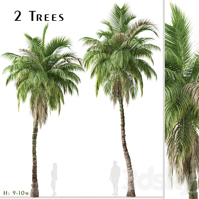 Set of Kentia palm Tree (Howea forsteriana) (2 Trees) 3D Model