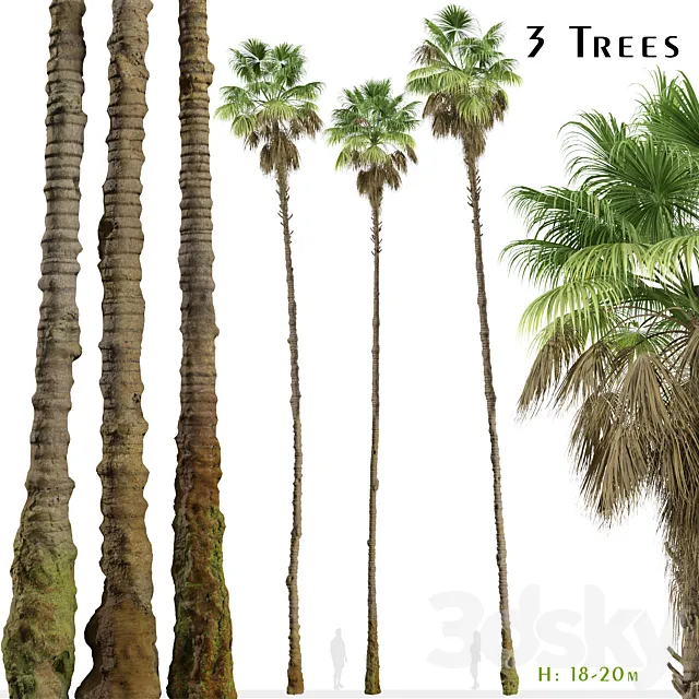 Set of Mexican fan palm Trees (Washingtonia robusta) (3 Trees) 3D Model