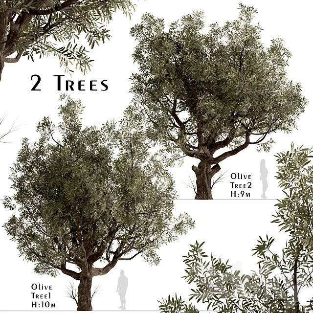 Set of Olive Trees (Olea Europaea) (2 Trees) 3D Model
