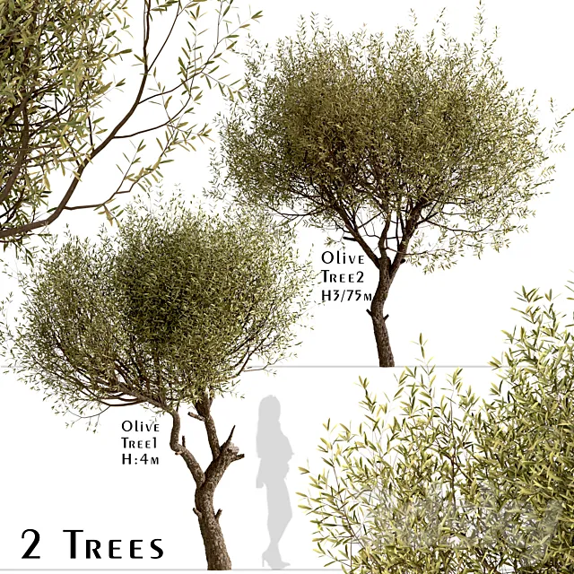 Set of Olive Trees (Olea Europaea) (2 Trees) 3D Model