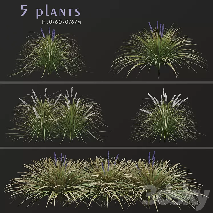 Set of Ophiopogon jaburan Plants (Dwarf lilyturf) (5 Plants) 3D Model Free Download