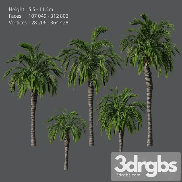 Set of Palm Trees 3D Model Download