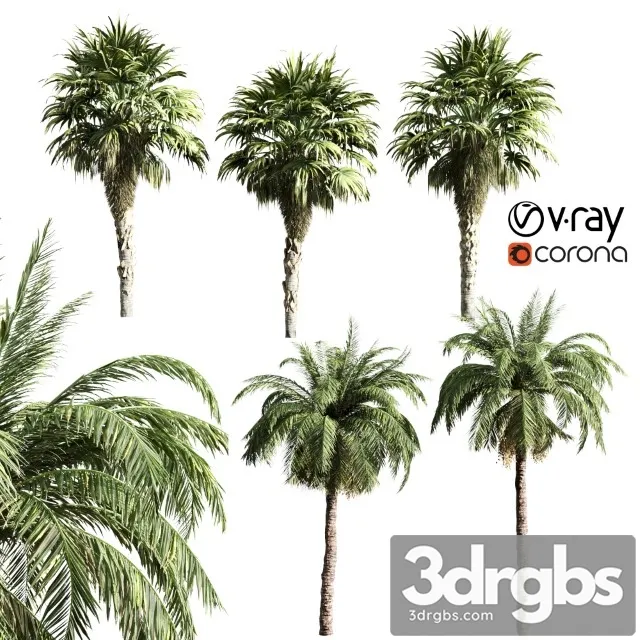Set of Palms 3D Model Download