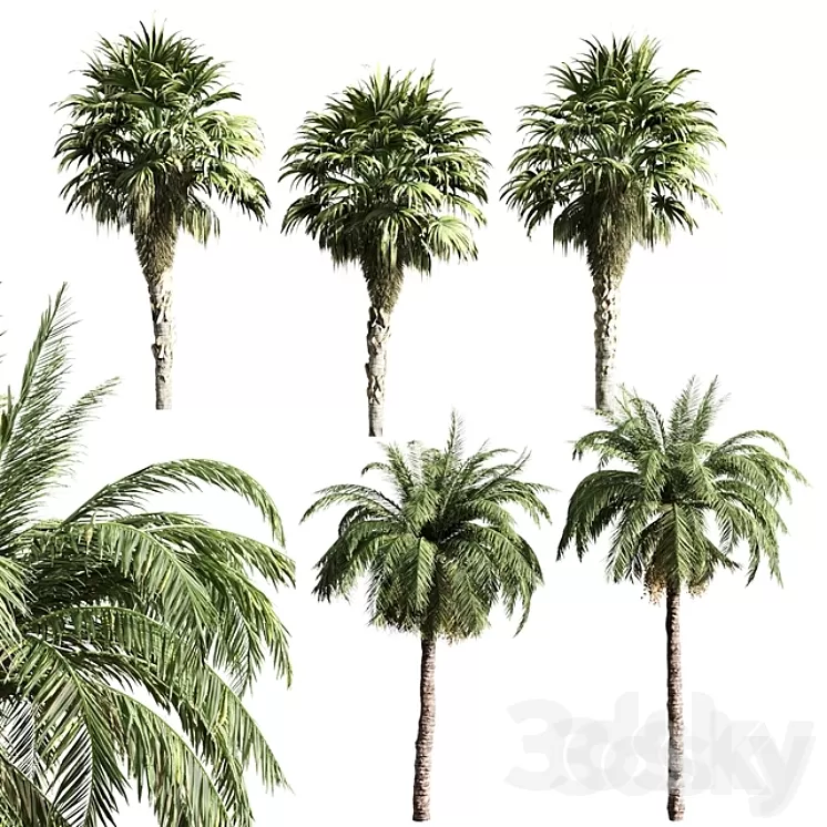 set of palms 3D Model