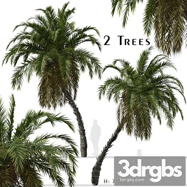 Set Of Phoenix Reclinata Trees Senegal Date Palm 2 Trees 3D Model Download