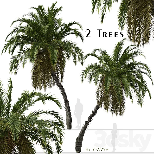Set of Phoenix reclinata Trees (Senegal date palm) (2 Trees) 3D Model