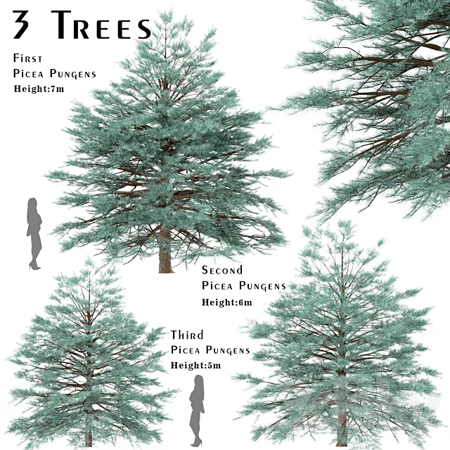 Set of Picea Pungens Trees (Blue spruce) (3 Trees) 3D Model