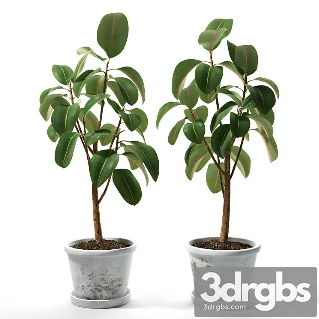 Set of plants 05 Set of plants 05