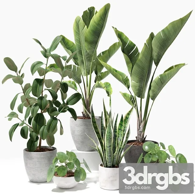 Set of plants 09 Set of plants 09