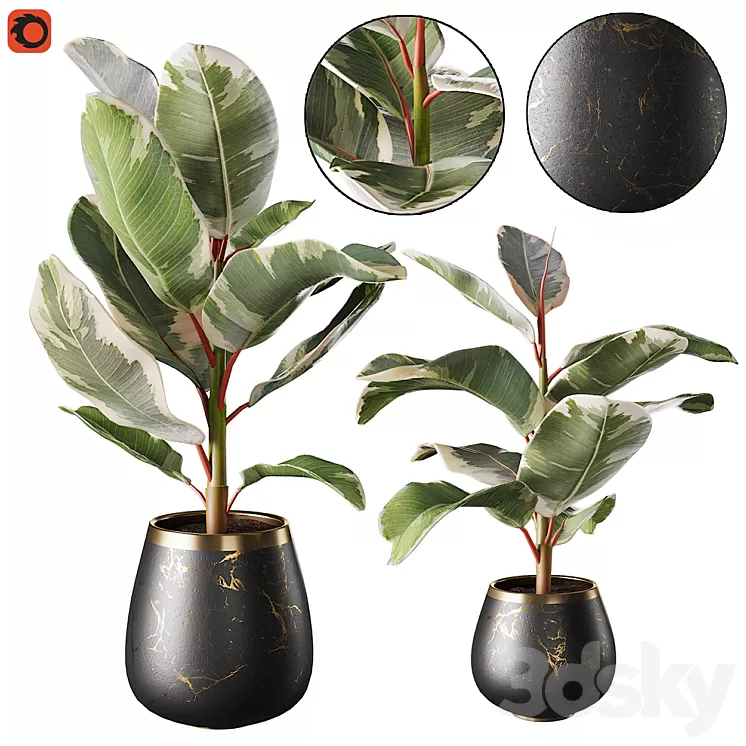 Set of plants ficus rubbery 3D Model