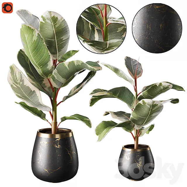 Set of plants ficus rubbery 3DModel