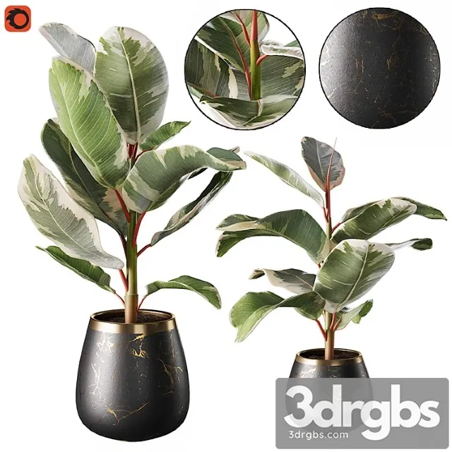 Set of plants ficus rubbery Set of plants ficus rubbery