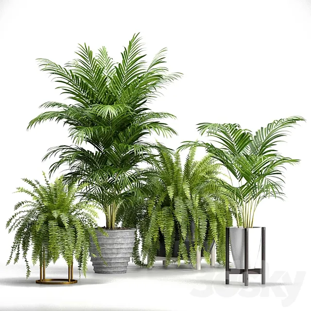 Set of plants No. 3 (Areca palm. fern) 3DModel Set of plants No. 3 (Areca palm. fern) 3DModel