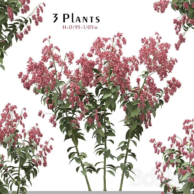 Set of Polygonum Orientale Plant ( Princes Feather ) ( 3 Plants ) 3D Model Free Download