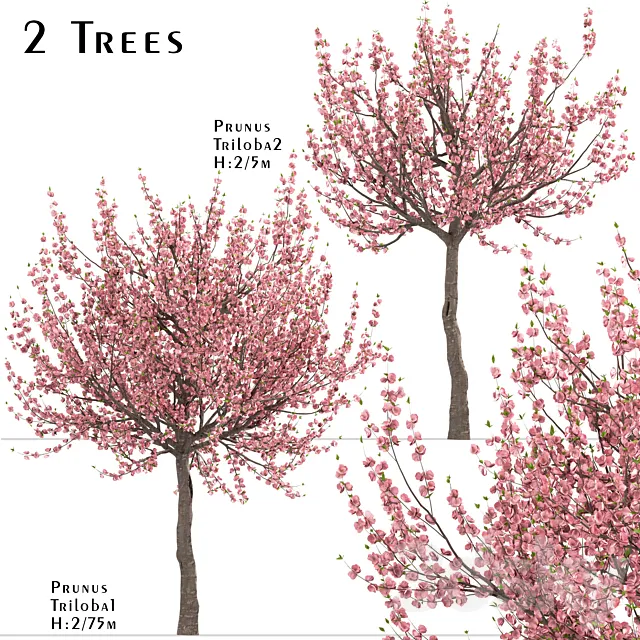 Set of Prunus Triloba Trees (Flowering Almond) (2 Trees) 3DModel