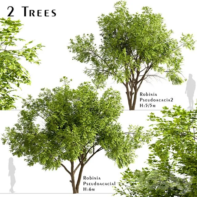 Set of Robinia Pseudoacacia Trees 3D Model