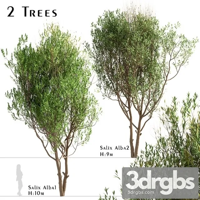 Set of Salix Alba Trees 3D Model Download