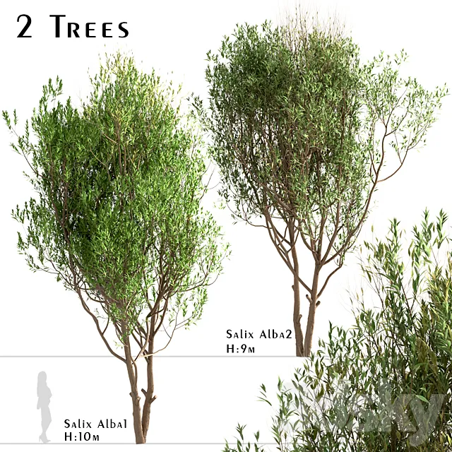 Set of Salix Alba Trees (White Willow) (2 Trees) 3D Model