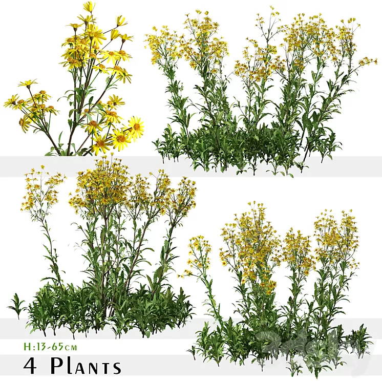 Set of Senecio jacobaea wild flowers (Tansy ragwort) (4 Plants) 3D Model Free Download