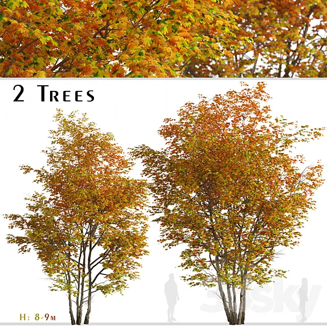 Set of Silver maple Tree (Creek maple) (2 Trees) 3D Model