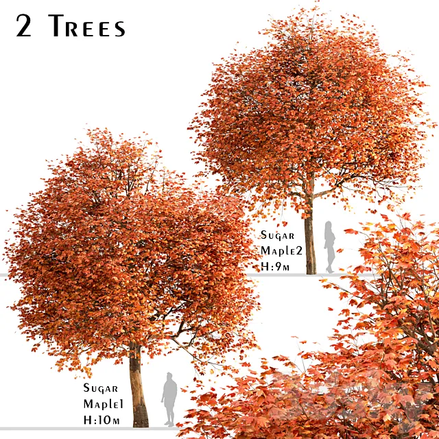 Set of Sugar Maple Trees (Acer Saccharum) (2 Trees) 3DModel