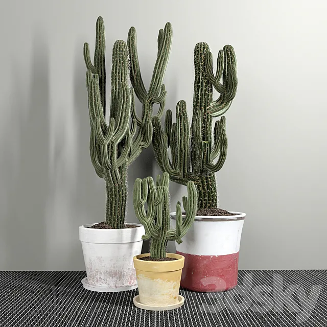 Set of Three Cactuses Carnegiea 3D Model Set of Three Cactuses Carnegiea 3D Model