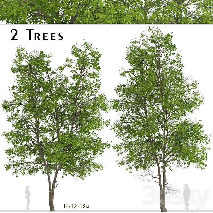 Set of Tilia Platyphyllos Trees (Large-Leaved Lime) (2 Trees) 3D Model