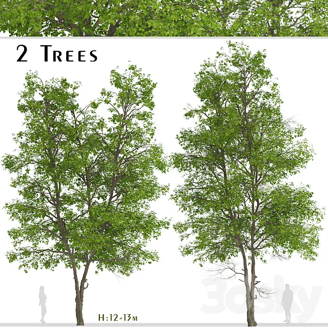Set of Tilia Platyphyllos Trees (Large-Leaved Lime) (2 Trees) 3DModel