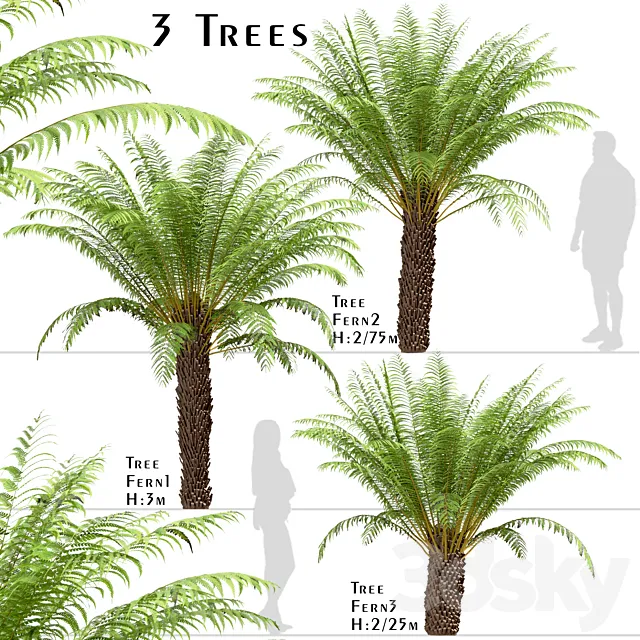 Set of Tree Fern Trees (Dicksonia antarctica) (3 Trees) 3D Model