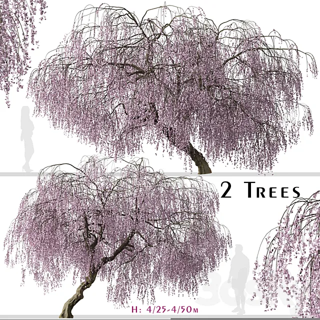 Set of Weeping Cherry Tree (Prunus pendula) (2 Trees) 3D Model