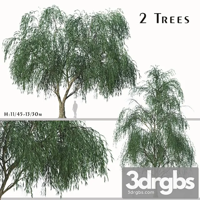 Set Of Willow Acacia Tree Acacia Salicina 2trees 3D Model Download
