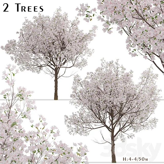 Set of Yoshino Cherry Trees (Prunus yedoensis) (2 Trees) 3D Model