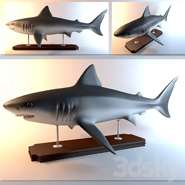 Shark 3D Model Shark 3D Model