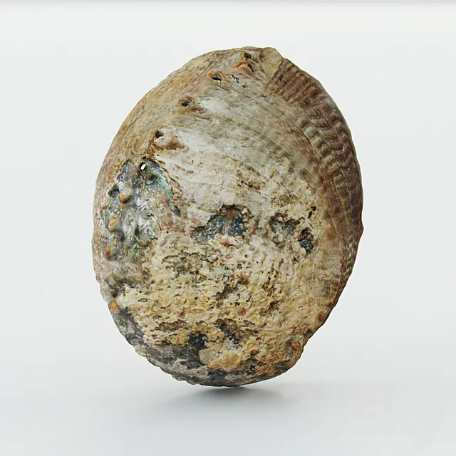 Shell 3D Model Shell 3D Model