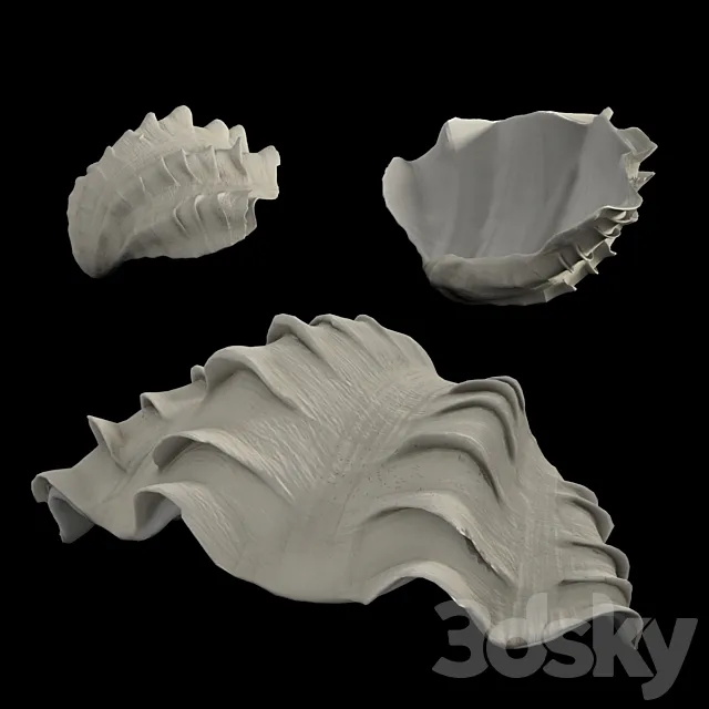 Shell 3D Model Shell 3D Model
