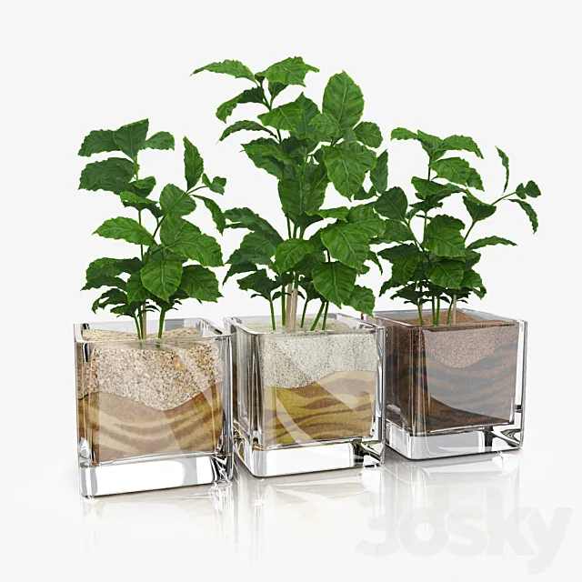 Shoots coffee tree in glass pots 3D Model Shoots coffee tree in glass pots 3D Model