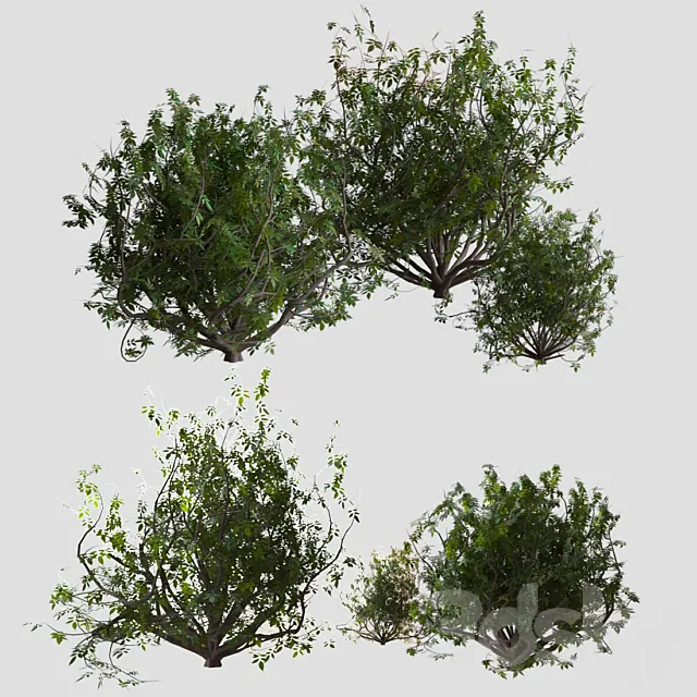 Shrubs 3DModel