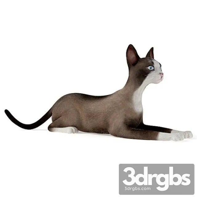 Siamese Cat 3D Model Download