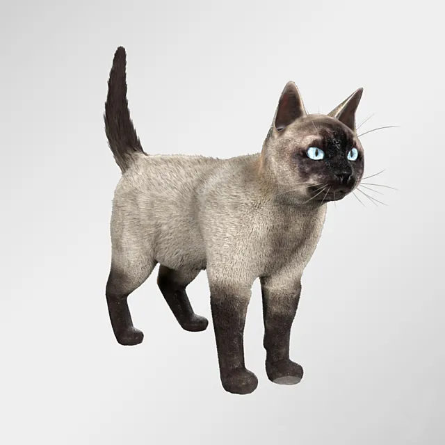 Siamese cat 3DModel