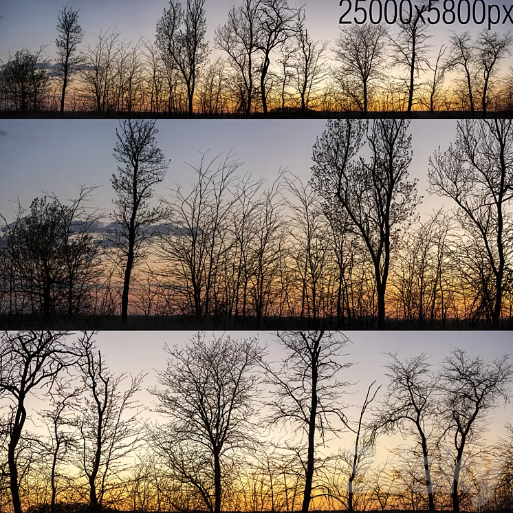 Silhouettes of trees at sunset. Panorama 3D Model Silhouettes of trees at sunset. Panorama 3D Model