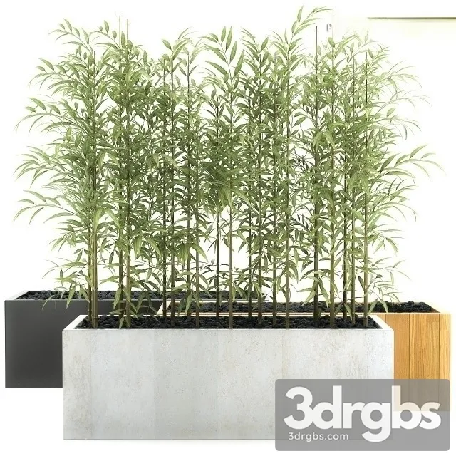 Sinobambusa Tootsik 2 3D Model Download